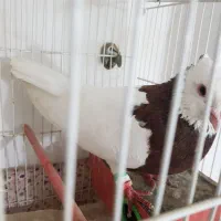 یک جفت طوقی زردو سرخ خال دار