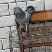 پرنده،کبوتر|پرنده|خمینی‌شهر, |دیوار