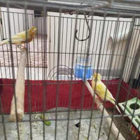 یک جفت قناری نروماده سالم وسرحال|پرنده|شاهین‌شهر, فردوسی|دیوار