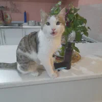 گربه ی ۷ ماه ی دی اس اچ نر|گربه|رودهن, |دیوار