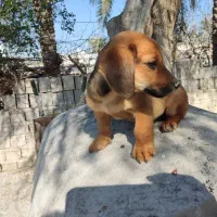 توله داشهوند