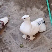 کبوتر نر دم چتری