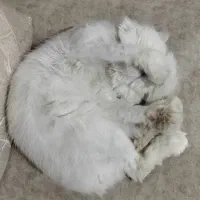 گربه پرشین نر