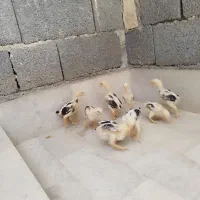 جوجه اوشامو