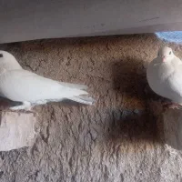 ماده سفید موشی کبوتر|پرنده|فسا, |دیوار