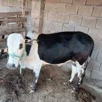 فروشی|حیوانات مزرعه|قشم, |دیوار