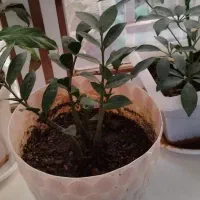 فروش گل خانگی