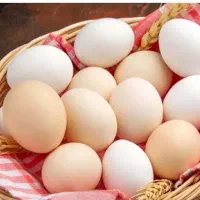 تخم مرغ ارگانیک محلی