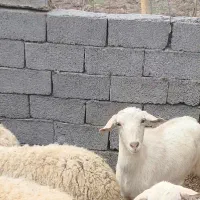 بز سانن نژاد دار شیری اوستن