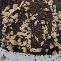 فروش حلزون طبی با خاک مخصوص|آرایشی، بهداشتی، درمانی|فسا, |دیوار