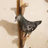 سرور بهبونی|پرنده|شیراز, پودنک|دیوار