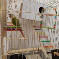 طوطی گرینچک|پرنده|سنندج, |دیوار