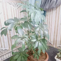 گل طبیعی دیفن و شفلرا