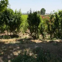باغچه-500-متری-و-1000-متری