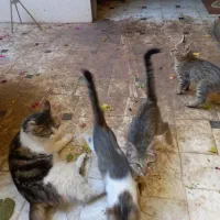 گربه|گربه|قم, دروازه ری|دیوار