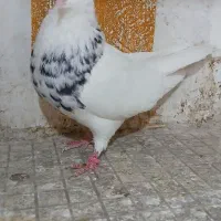 کبوتر طوقی،،سرور|پرنده|شهریار, شهرک بهاران (ویره)|دیوار