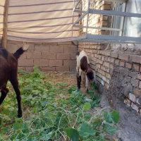 بزافغانی اصل