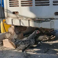 مرغ و خروس سیبرایت|حیوانات مزرعه|ملایر, |دیوار