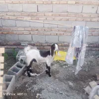 گوسفند|حیوانات مزرعه|دامن, |دیوار