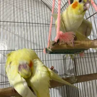 جوجه عروس هلندی|پرنده|گرمسار, |دیوار