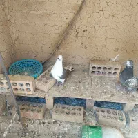 دوعدد گفتر یدونه ماده دوکت سیاه ویکی جوجه سرور|پرنده|کهریزک, |دیوار