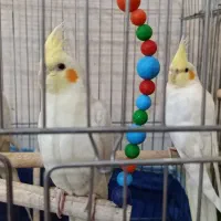 عروس هلندی|پرنده|صدرا-فارس, فاز ۱|دیوار