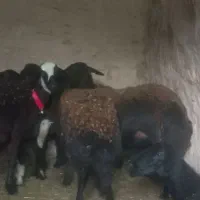 شیشک میش غزل افشار درجه یک