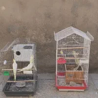 چند عدد عروس هلندی فروشی به صورت یک جا|پرنده|سیرجان, |دیوار