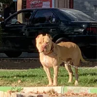 سگ گمشده|سگ|کرمانشاه, |دیوار