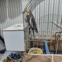 گریچیک دستی سه ماهه، عروس جفت مولد|پرنده|شیروان (خراسان), |دیوار