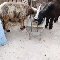 میش بره