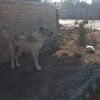 سگ آلبای نر 10میلیون|سگ|انبارآلوم, |دیوار