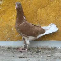 کفترپرشی|پرنده|تهران, علی‌آباد|دیوار