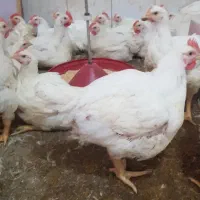 مرغ زنده
