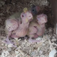 جوجه عروس هلندی خوشگل و زیبا|پرنده|شهریار, شهریار|دیوار