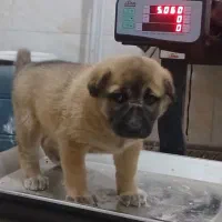 واگذاری سگ افغان خراسانی سرابی نگهبان گله