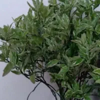 گل طبیعی|گل و گیاه طبیعی|رشت, دیانتی|دیوار