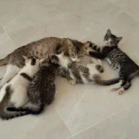 چهارعدد بچه گربه