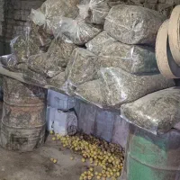 ذرت علوفه ای