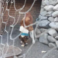 سگ گوسفندی ونگهبانی تضمینی دهن پاک