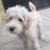 واگذاری سگ نر