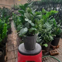 فروش زامیفولیا سبز بزرگ به قیمت تولید