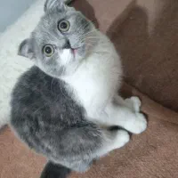 گربه|گربه|مشهد, نوده|دیوار