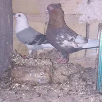 کفتر|پرنده|مشهد, مهدی آباد|دیوار