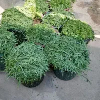 سبزی خشک قرمه سبزی