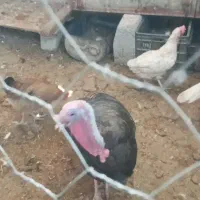 بوقلمون نر