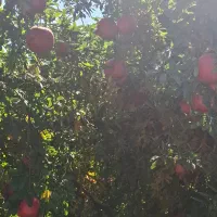 سرکاری  کشاورزی