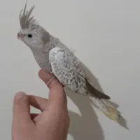 عروس هلندی ایزابلا دستی