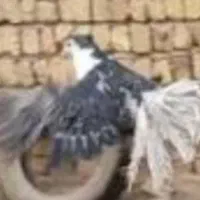 کبوتر دولا دمدار کاکلی زره ای