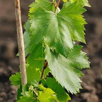 فروش باغشهری با سهم آب بهترین نقطه فیروزآباد